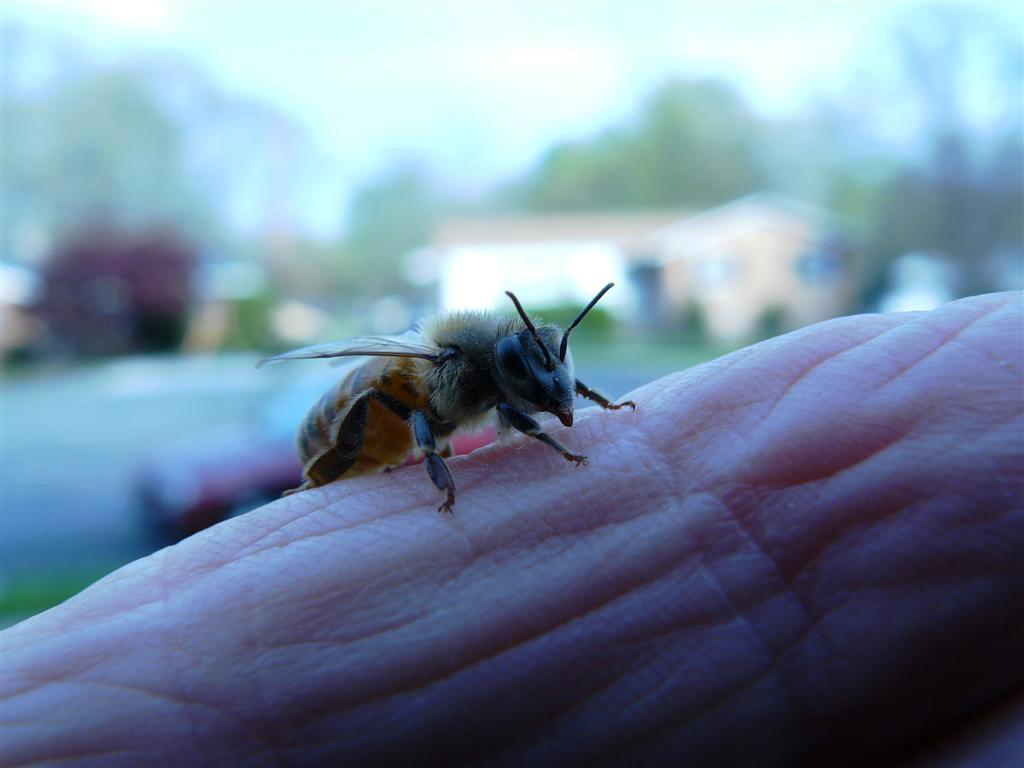 Extreme closeup of a bee on someone's finger
