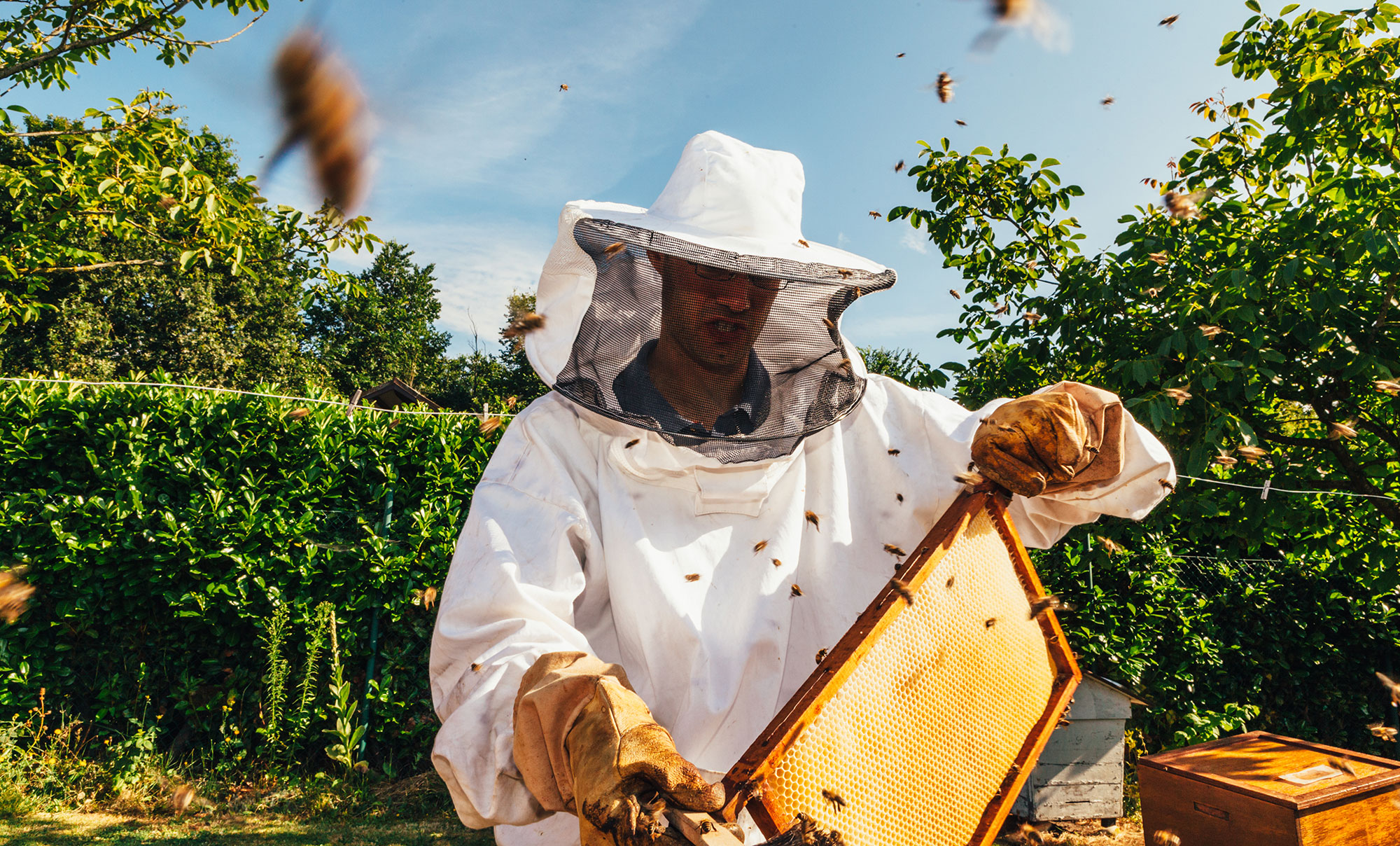 Man surrounded by bees standing in nature holding a frame next to a beehive